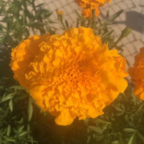 Meet your Posher, Lili - Picture 1 of 1